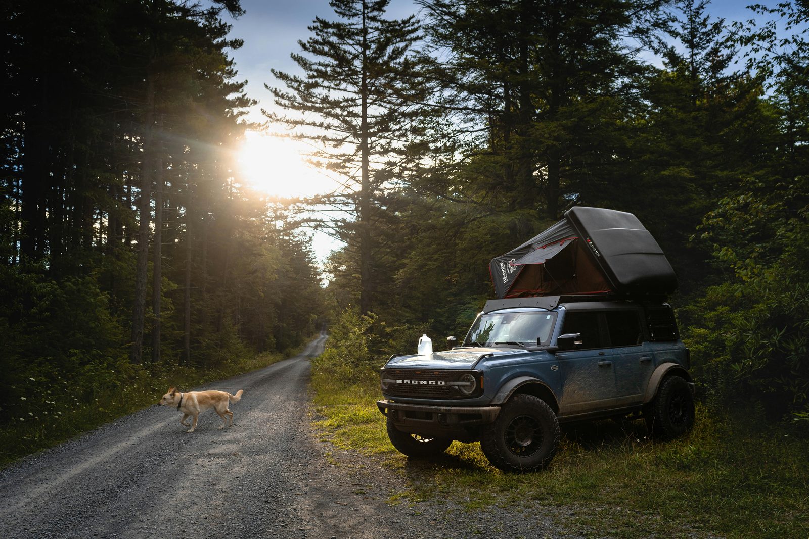 Overlanding vehicle with rooftop tent parked at dawn in a golden-lit forest clearing
